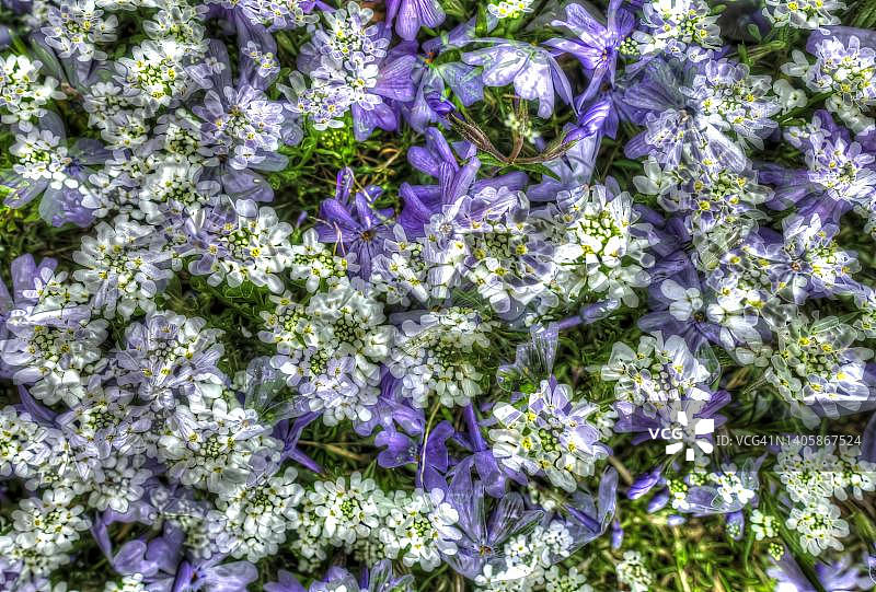 创意艺术花卉摄影：白色和紫色糖果花和匍匐福禄考图片素材