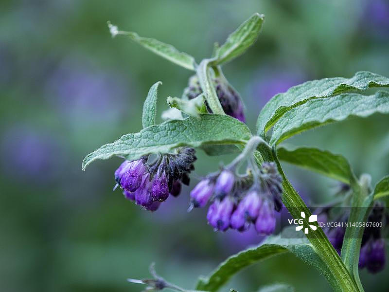 紫草（聚合草），紫色花品种，奥地利施蒂利亚州莱奥本图片素材