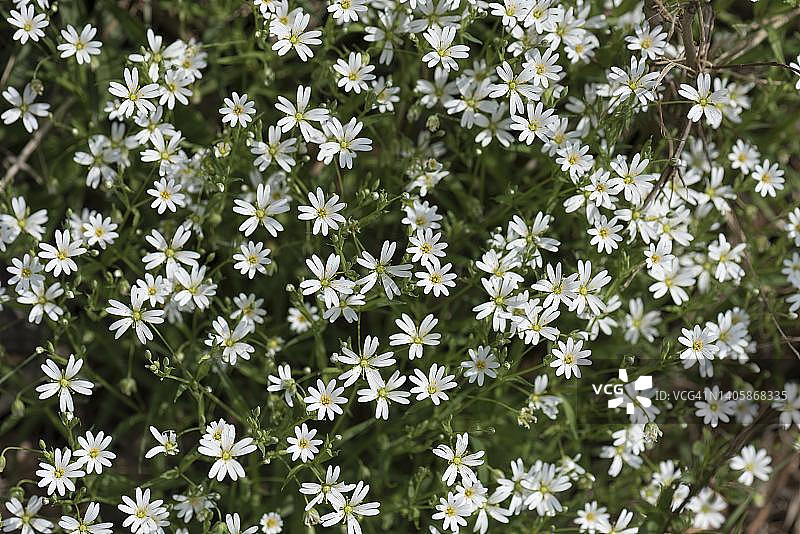 德国巴伐利亚开花的繁缕图片素材