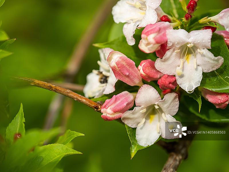 奥地利施蒂利亚州莱奥本市的卫矛鲜花和花蕾图片素材
