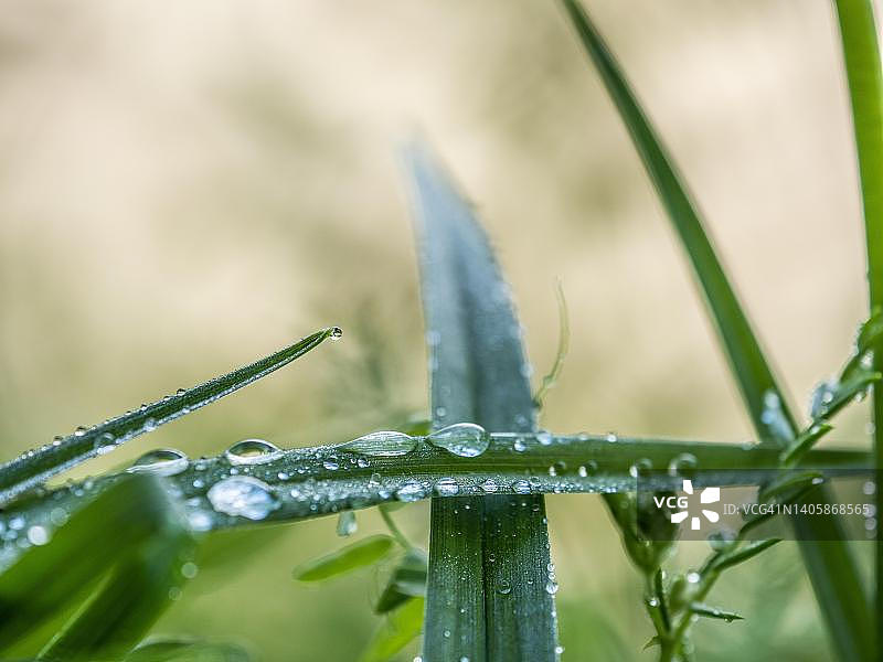 奥地利施蒂利亚州莱奥本的观赏草上的雨滴图片素材