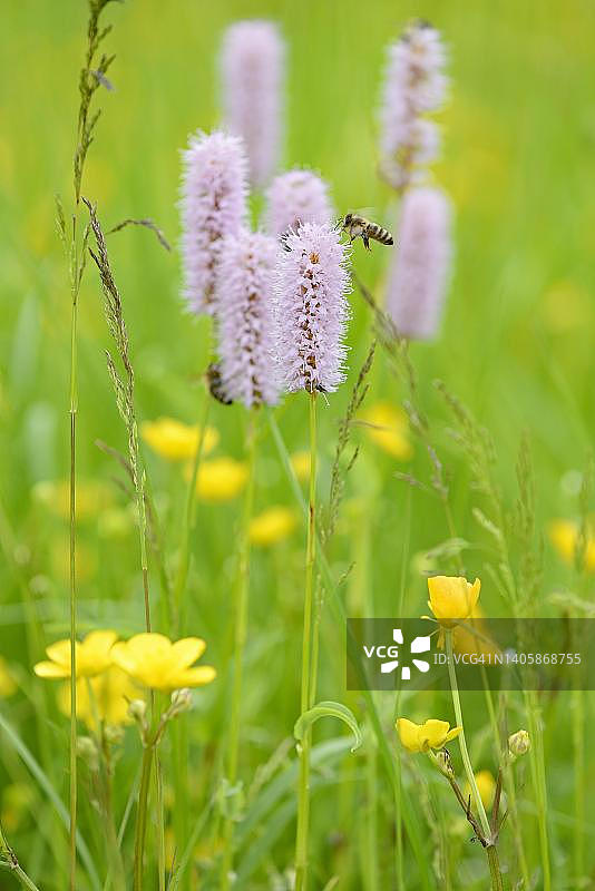 草甸贝母花与蜜蜂图片素材