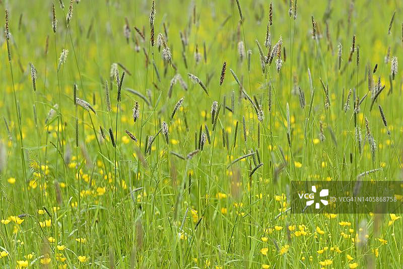 阿尔卑斯山麓的毛茛花草甸，德国巴伐利亚图片素材