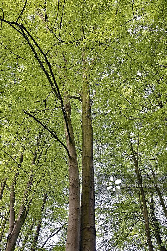 欧洲山毛榉树顶，位于德国北莱茵-威斯特法伦州图片素材