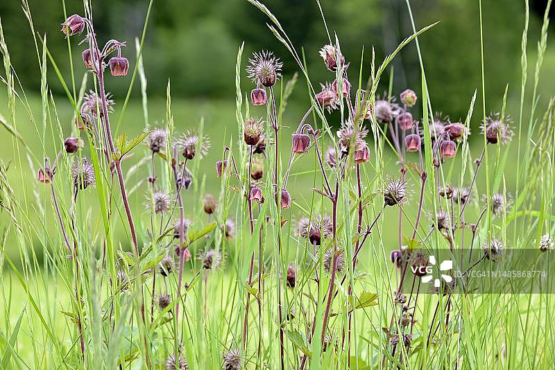 水杨梅图片素材