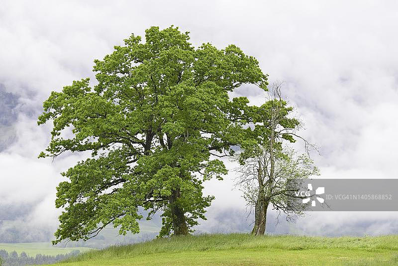 阿尔高阿尔卑斯山山地草甸上的老落叶树，德国巴伐利亚阿尔高图片素材