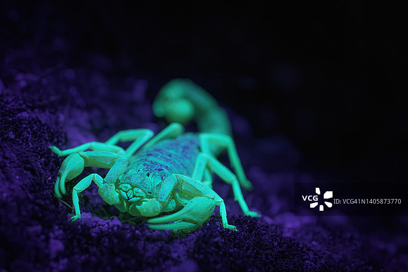 午夜紫外线下呈现荧光色的蝎子，野生动物图片素材