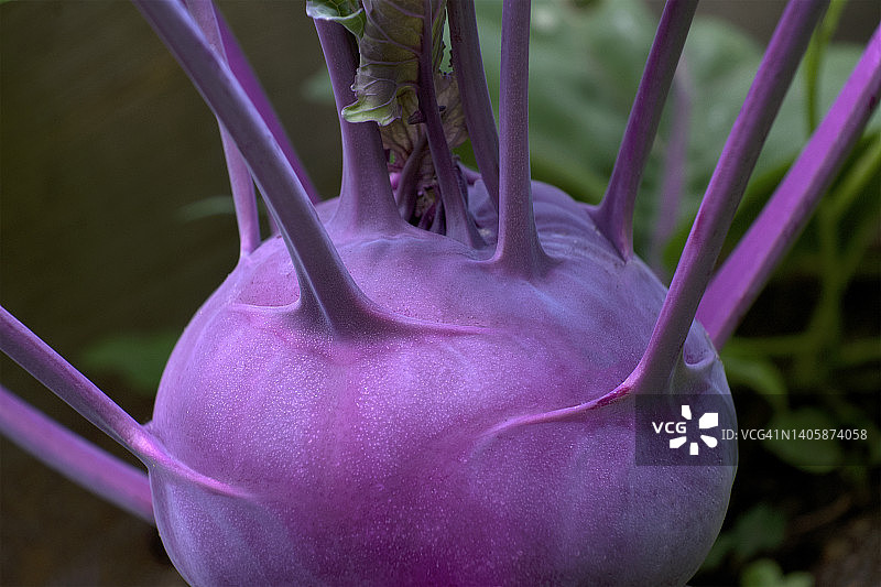 紫色芜菁甘蓝图片素材