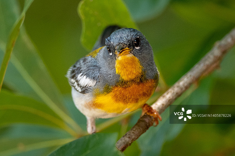 栖息在树枝上的北方帕鲁拉蓝橙色鸣禽图片素材