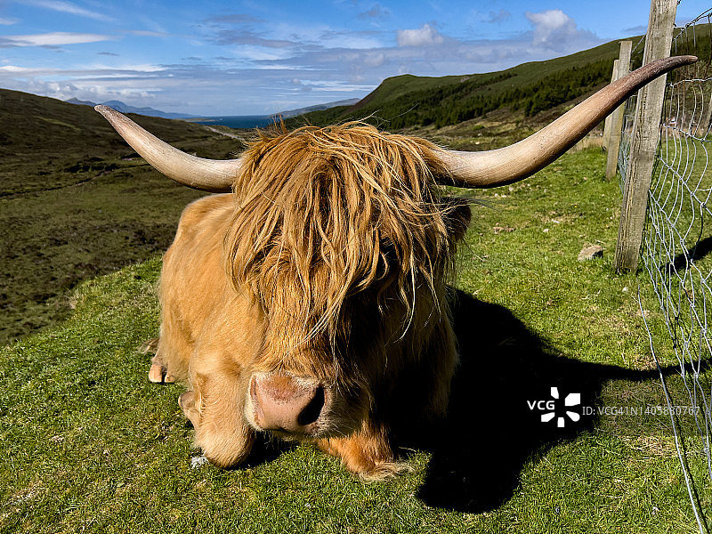 沐浴在阳光下的苏格兰高地牛图片素材
