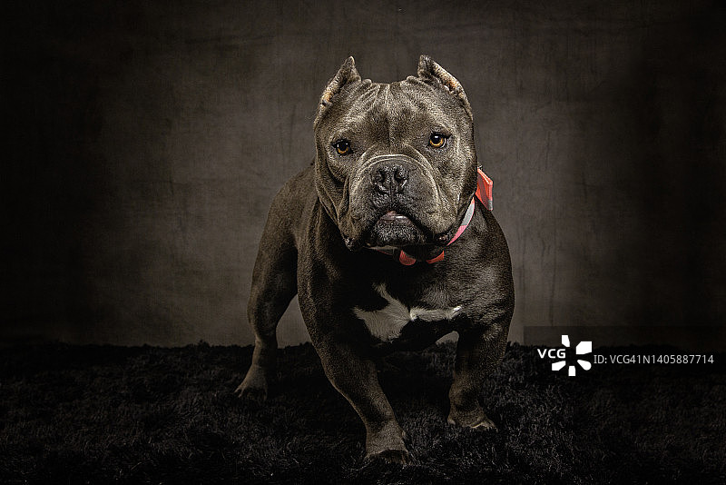 美国斗牛犬图片素材