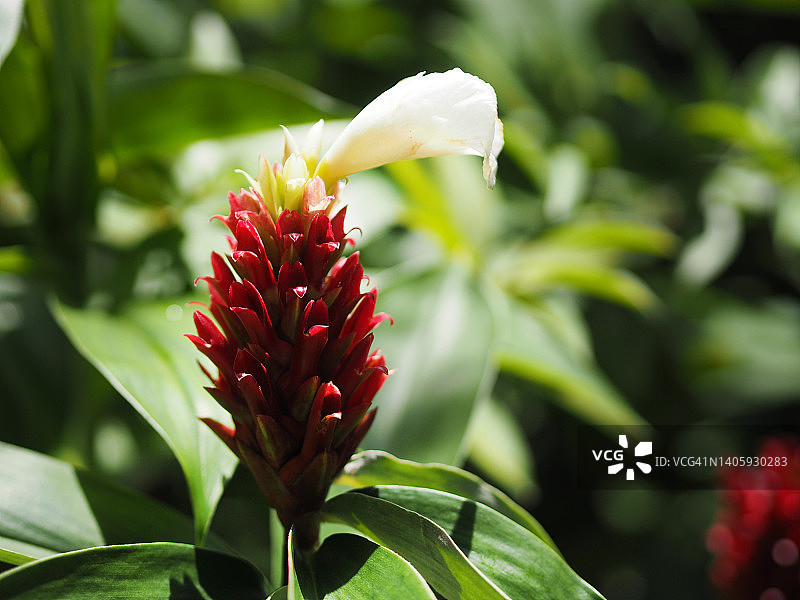 螺旋姜，姜科植物红色花朵绿色叶子，园艺自然背景图片素材