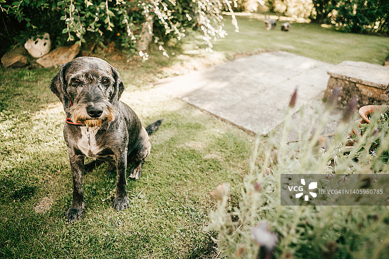 棕色纽芬兰犬在阳光下草地上图片素材