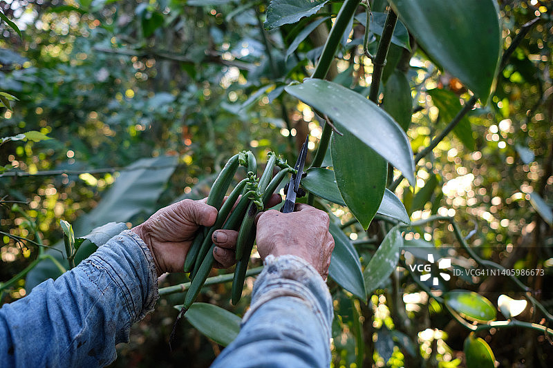 香草收获图片素材