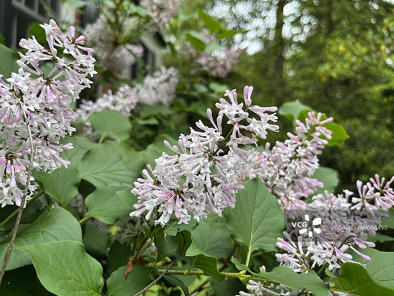丁香花特写图片素材