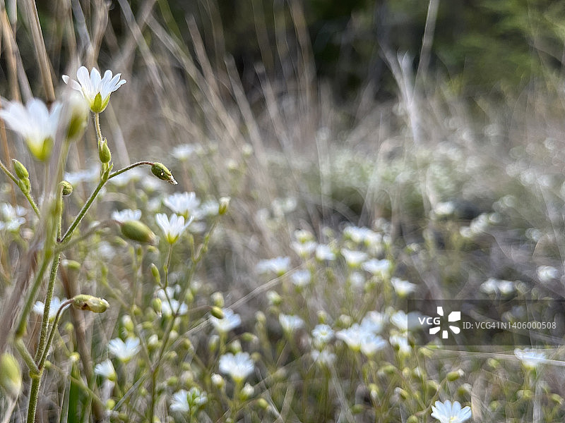 在草地上生长的繁缕仰视角度图片素材