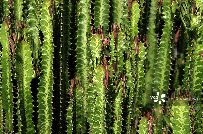 三角霸王鞭（俗称非洲乳树、教堂柱、埃塞俄比亚大戟和高原牧场）图片素材