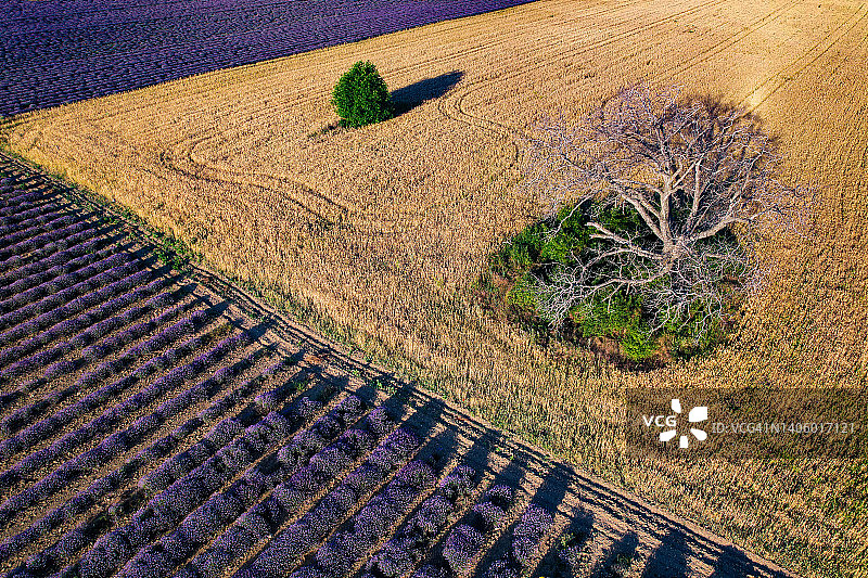 薰衣草和麦田中的核桃树航拍景观图片素材