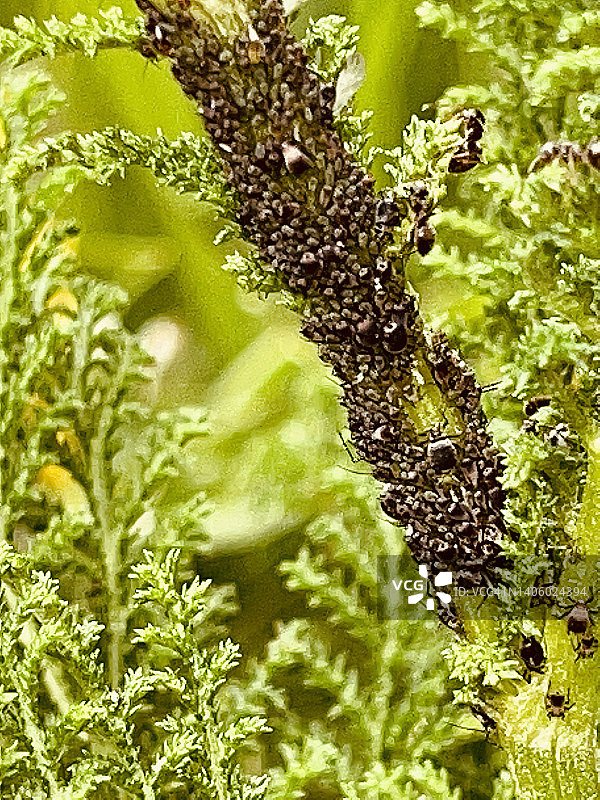 特写镜头下的植物茎上的黑蚂蚁图片素材