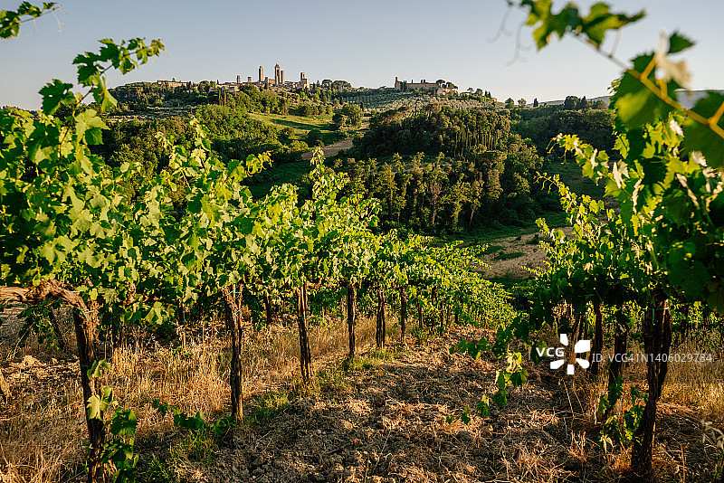 圣吉米尼亚诺和绿色葡萄园，意大利托斯卡纳图片素材
