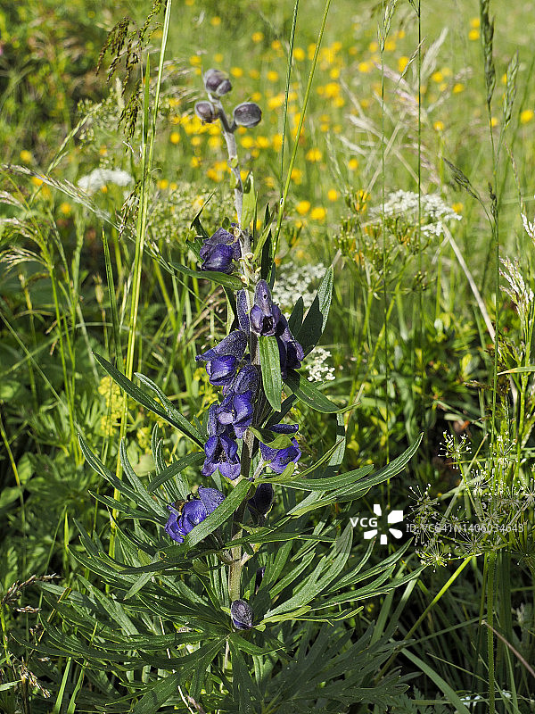 阿尔卑斯草甸上的乌头（欧洲乌头），瓦尔泰利纳，伦巴第，意大利北部图片素材
