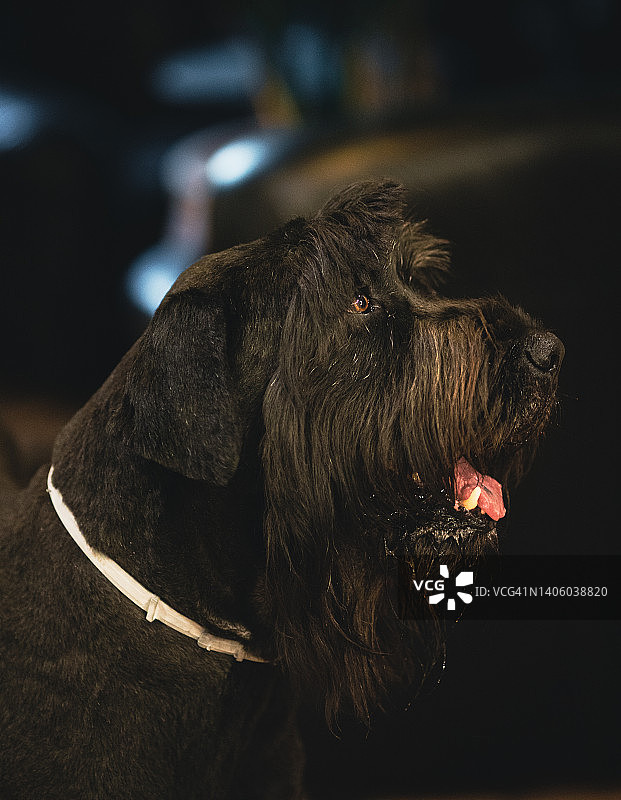 狗的画像图片素材