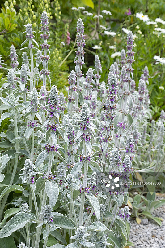 六月末盛开的绵毛水苏图片素材