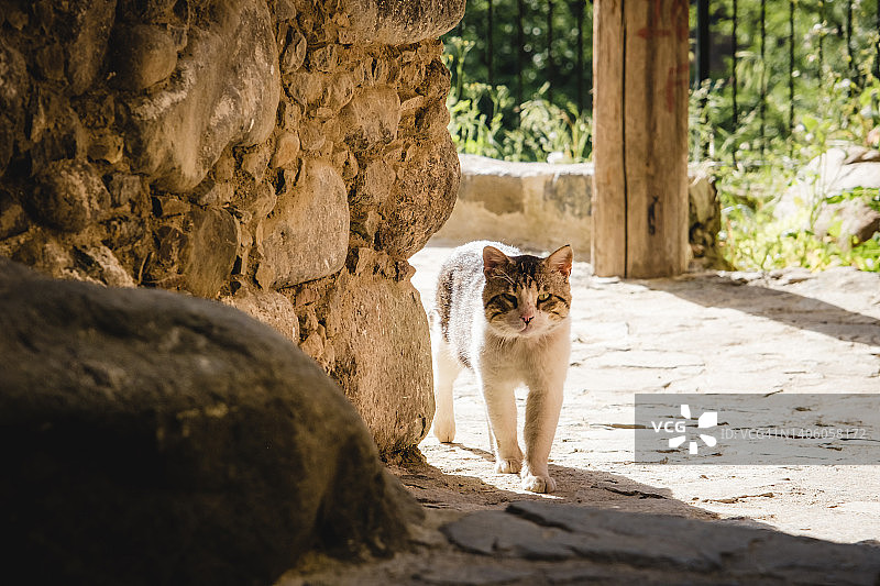 从房子墙后探出头的愤怒流浪猫，塞浦路斯卡科佩特里亚山区村庄图片素材