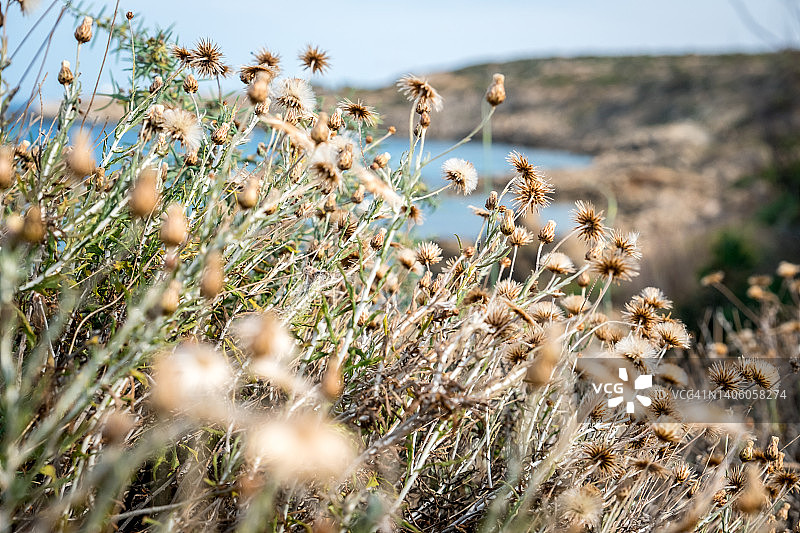 塞浦路斯的夏季风光：海边草地花卉特写图片素材