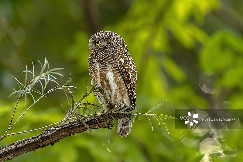 森林树枝上的亚洲领鸺鹠图片素材