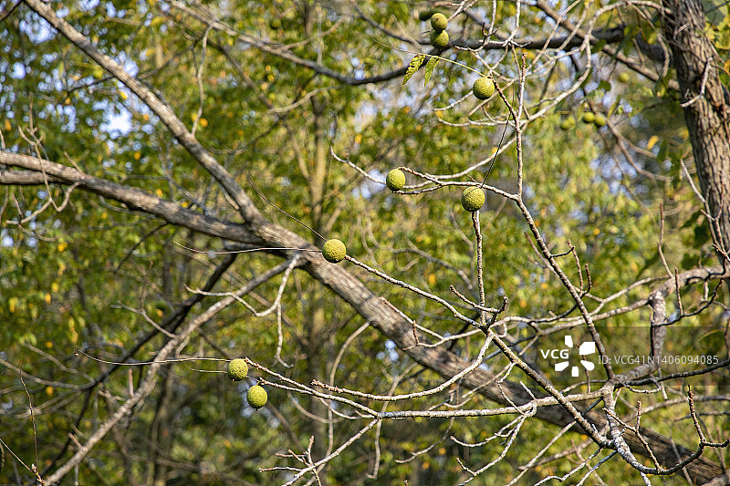 美国胡桃木树图片素材