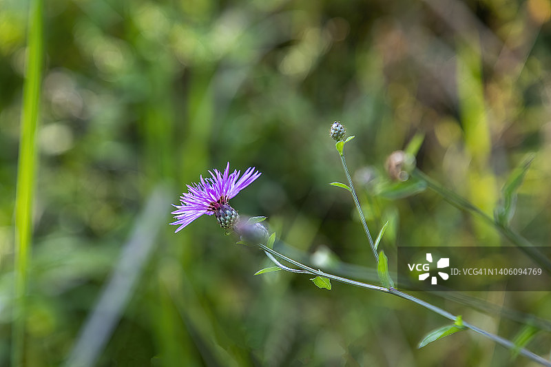 裂叶刺续断图片素材