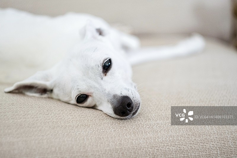 躺在沙发上的小孩图片素材