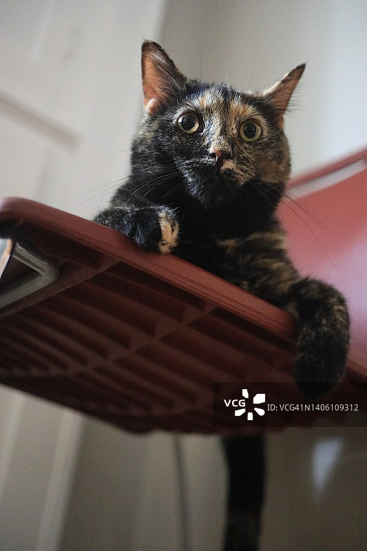 乌龟壳，猫图片素材