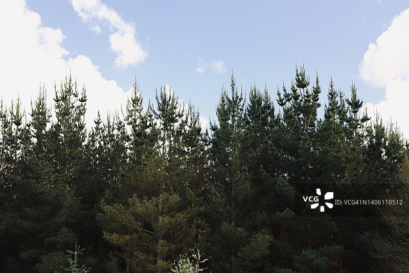 白昼天空下的树木轮廓图片素材