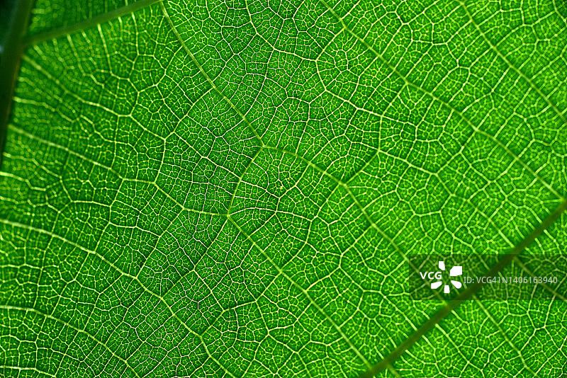 光线下的绿色叶子纹理特写图片素材