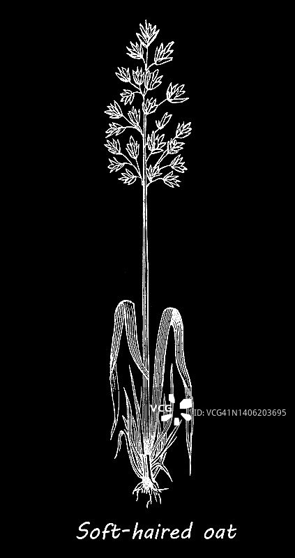 燕麦（普通燕麦）的古老雕刻插图图片素材