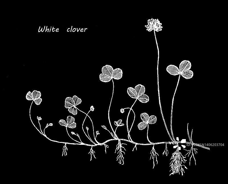 白色三叶草雕刻古图图片素材