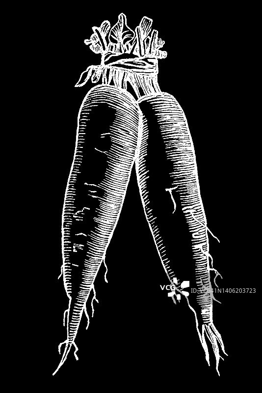 芜菁古董雕刻插图图片素材