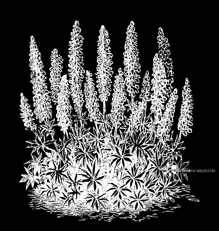 植物学古版画：羽扇豆花图片素材
