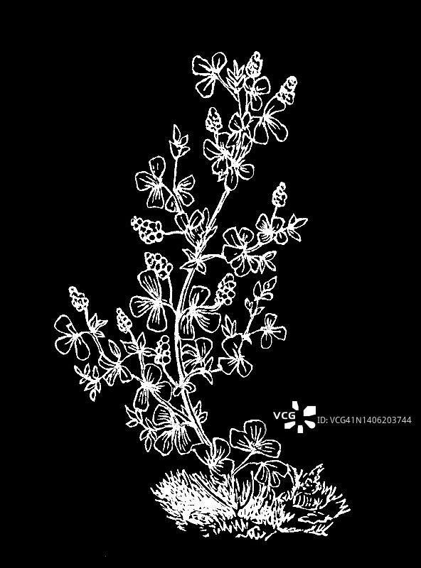 苜蓿古版画插图图片素材