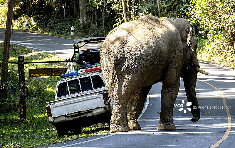 路上的大象图片素材