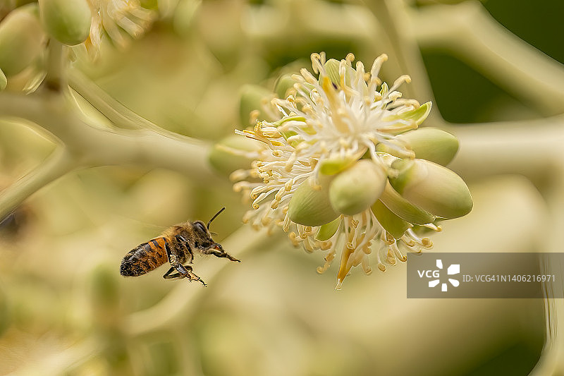 蜜蜂授粉图片素材