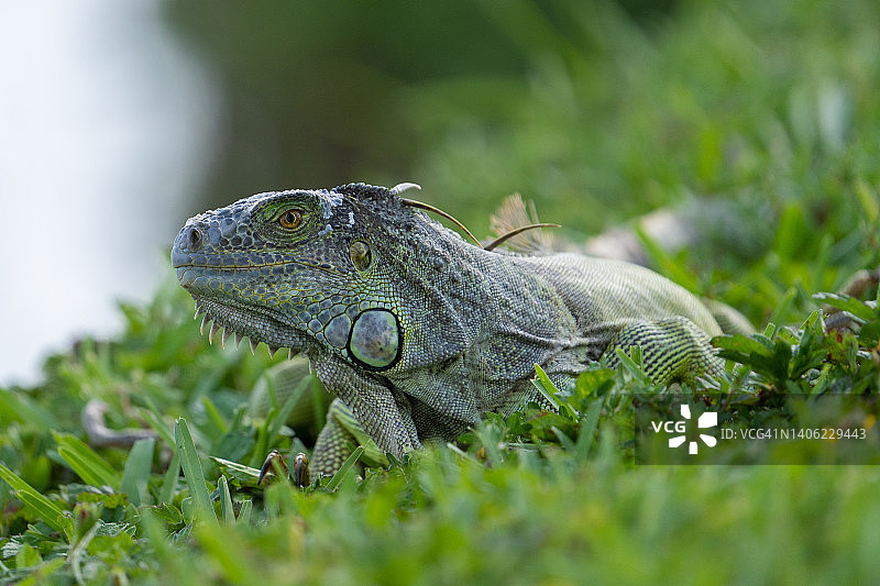 绿鬣蜥图片素材