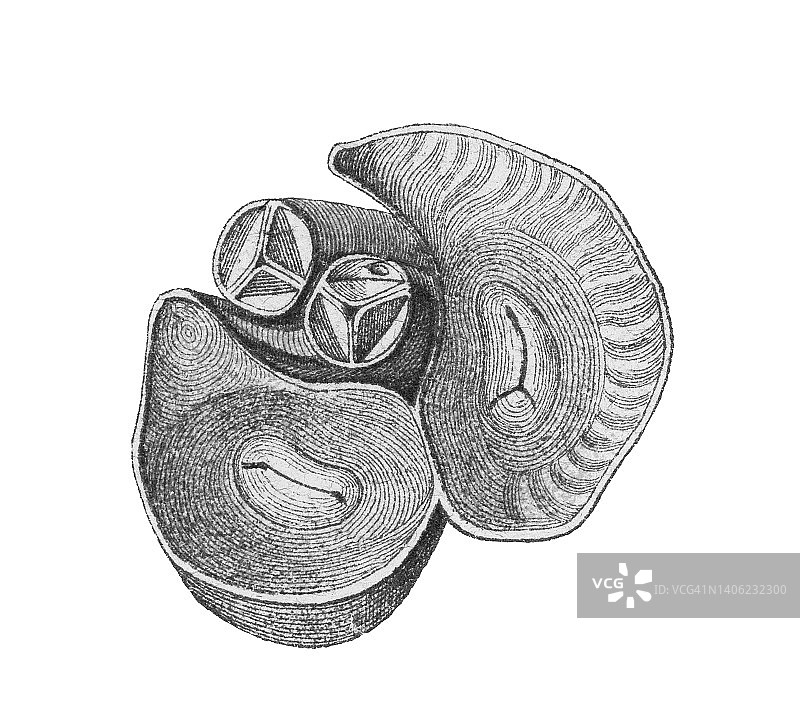 人体血流的彩色石印插图图片素材