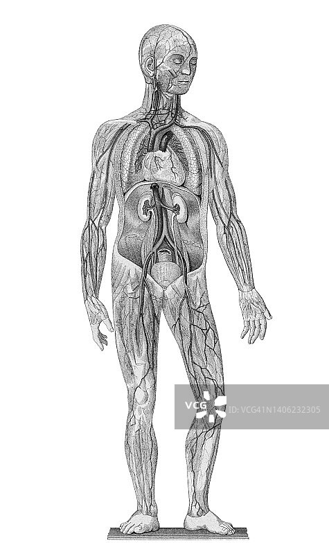 人体血流的彩色石印插图图片素材