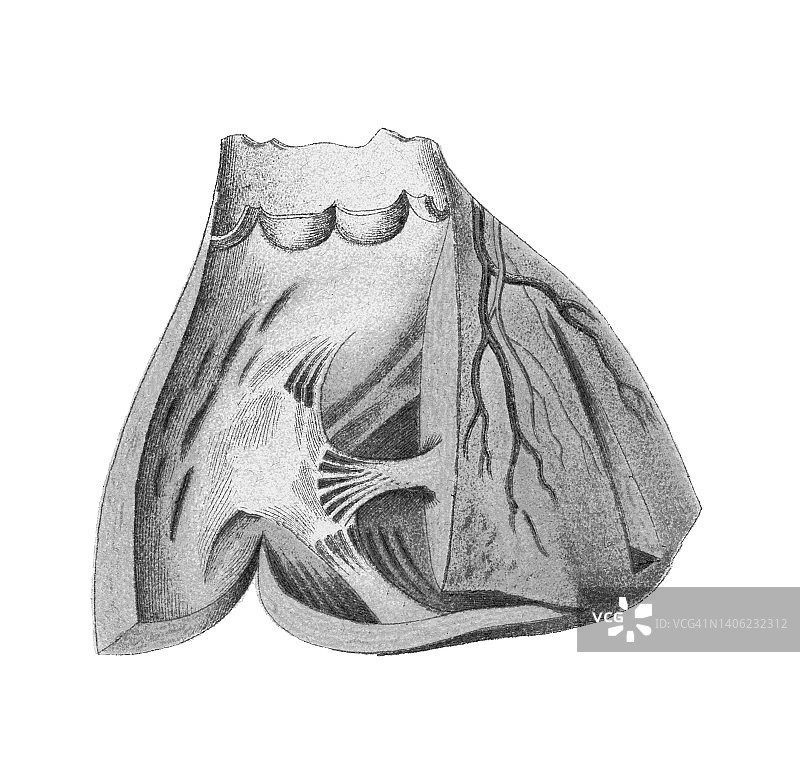 人体血流的彩色石印插图图片素材