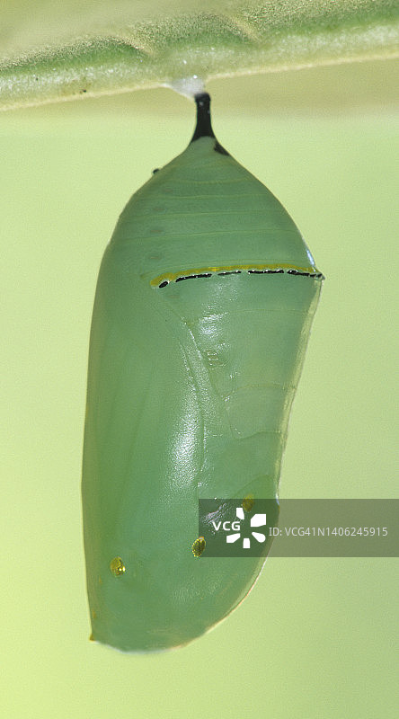 完全变态——帝王蝶的蛹图片素材