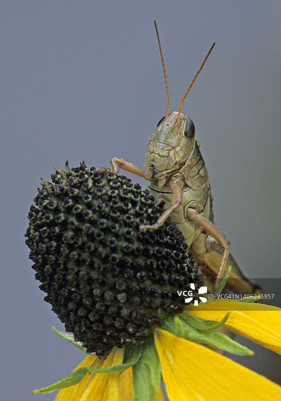 蚱蜢栖息在松果菊上图片素材