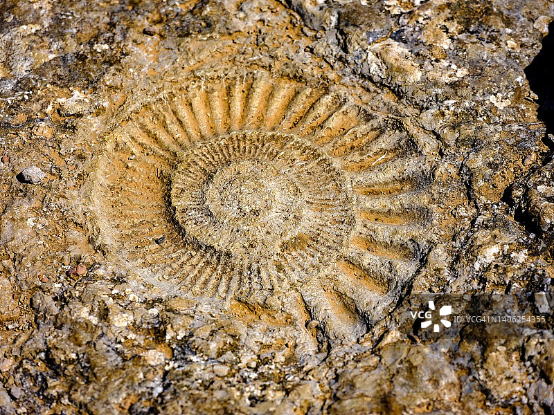 西班牙安达卢西亚马拉加省菊石化石图片素材